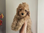 Orjinal Kıvırcık Karamel Poodle