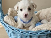 Terier maltese yavrular