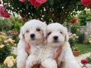 Maltese minik bebekler