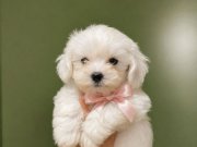 Minik maltese  terier yavrular
