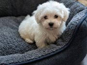 Maltese minikler