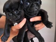 Orjinal pug mops bebekler