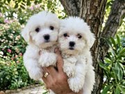 Mini maltese terrier bebekler