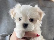 Maltese Terier Yavrular