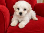 Maltese terier  yavru