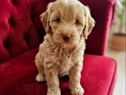 Maltipoo yavrular