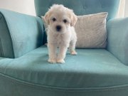 Maltese terier bebisler