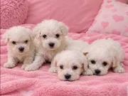 Maltese terrier bebisler