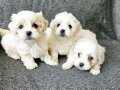 Karbeyazi maltese minikler