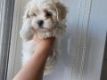 Teacup maltese bebekler