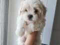 Maltese minikler