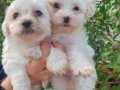 Maltese  yavrular