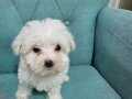 Maltese terier minnoslar