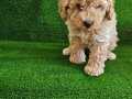 Poodle ayarinda maltio yavrularimiz