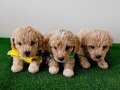 Poodle ayarinda maltipo bebekler