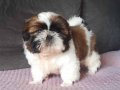 Orjinal shihtzu bebekler