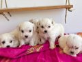Teacup maltese terier minikler