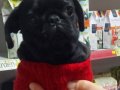 Orjinal gül kuyruk disi pug mops