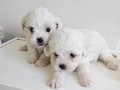 Ankara Çankaya Mükemmel Kalitede Minik Maltese Terrier Yavruları