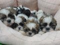 Orjinal shihtzu yavrular