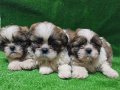 Orjinal shihtzu yavrular