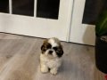 Orjinal shihtzu yavrular