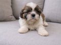 Orjinal shihtzu yavrular