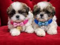 Maskeli A kalite secerli shihtzu  yavrular