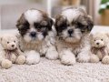 Maskeli A kalite secerli shihtzu  yavrular