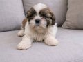 Maskeli A kalite secerli shihtzu  yavrular