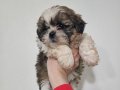 Maskeli A kalite secerli shihtzu  yavrular