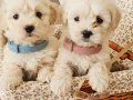 Pofuduk Maltese Terier Yavrular