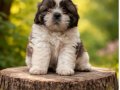 Orjinal shihtzu  bebekler