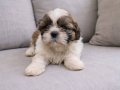 Orjinal shihtzu  bebekler