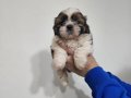 Orjinal shihtzu  bebekler