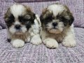 Orjinal shihtzu  bebekler