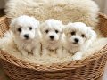 Bembeyaz Bulutlar Maltese Terier Yavrular