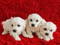 Bembeyaz Bulutlar Maltese Terier Yavrular
