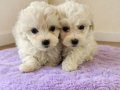 Sevgi Dolu Beyaz Prensesler Maltese Terrier