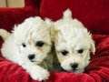 Sevgi Dolu Beyaz Prensesler Maltese Terrier