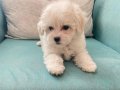 Pamuk Görünümlü Maltese Terrier Yavrusu