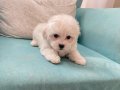 Pamuk Görünümlü Maltese Terrier Yavrusu