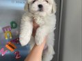 Pamuk Görünümlü Maltese Terrier Yavrusu