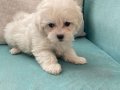 Pamuk Görünümlü Maltese Terrier Yavrusu