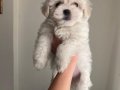 Pamuk Görünümlü Maltese Terrier Yavrusu