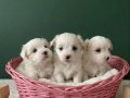 Maltese Bebisler