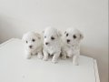 Maltese Bebisler