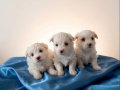 Maltese Bebisler