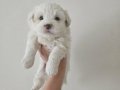Maltese Bebisler