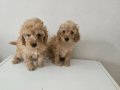  Poodle Bebişlerimiz